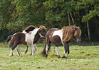 Zuchtstuten-Fohlen_13.jpg