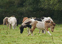 Zuchtstuten-Fohlen_24.jpg