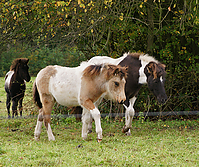 Zuchtstuten-Fohlen_30.jpg