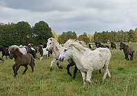 Islandstuten-umweiden_28.jpg