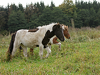 Islandstuten-umweiden_36.jpg