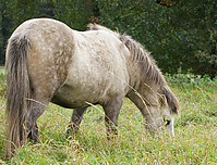 Islandstuten-umweiden_37.jpg