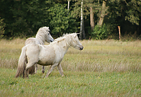 Islandstuten-umweiden_38.jpg