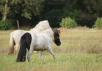 Islandstuten-umweiden_40.jpg