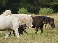 Islandstuten-umweiden_41.jpg