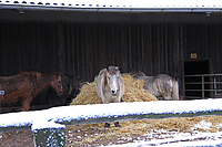 Wintereinbruch-Islaenderhof-Rutenmuehle_09.jpg