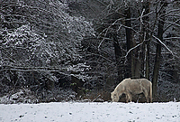 Wintereinbruch-Islaenderhof-Rutenmuehle_21.jpg