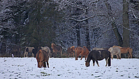 Wintereinbruch-Islaenderhof-Rutenmuehle_22.jpg