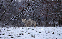 Wintereinbruch-Islaenderhof-Rutenmuehle_25.jpg