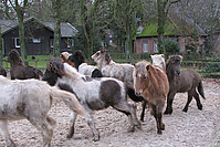 Islandfohlen-12-2008_12.jpg