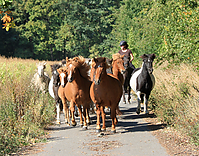 Stutentreiben_190909_05.jpg