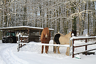 Islaenderhof-Weihnachten--164.jpg