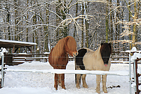 Islaenderhof-Weihnachten--165.jpg