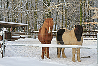 Islaenderhof-Weihnachten--166.jpg