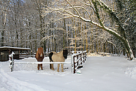 Islaenderhof-Weihnachten--167.jpg