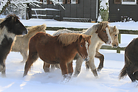 Islandfohlen-Winter-2010--117.jpg