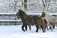 Islandfohlen-Winter-2010--120.jpg