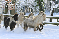 Islandfohlen-Winter-2010--130.jpg