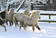 Islandfohlen-Winter-2010--132.jpg