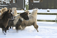 Islandfohlen-Winter-2010--133.jpg