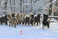 Islandfohlen-Winter-2010--136.jpg