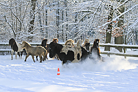 Islandfohlen-Winter-2010--138.jpg