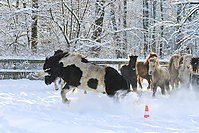 Islandfohlen-Winter-2010--140.jpg