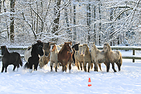 Islandfohlen-Winter-2010--148.jpg