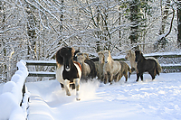 Islandfohlen-Winter-2010--154.jpg