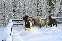 Islandfohlen-Winter-2010--155.jpg