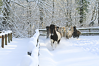 Islandfohlen-Winter-2010--157.jpg