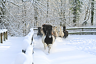 Islandfohlen-Winter-2010--161.jpg