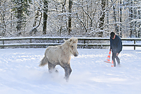 Islandfohlen-Winter-2010--174.jpg