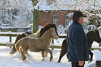 Islandfohlen-Winter-2010--221.jpg