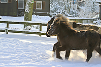 Islandfohlen-Winter-2010--223.jpg