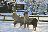 Islandfohlen-Winter-2010--229.jpg