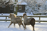 Islandfohlen-Winter-2010--230.jpg