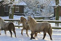 Islandfohlen-Winter-2010--231.jpg