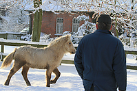 Islandfohlen-Winter-2010--235.jpg