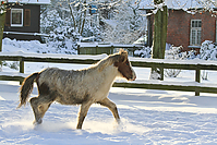 Islandfohlen-Winter-2010--236.jpg