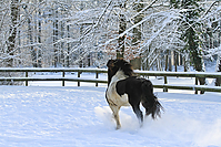 Islandfohlen-Winter-2010--251.jpg