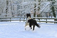 Islandfohlen-Winter-2010--252.jpg