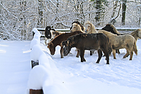 Islandfohlen-Winter-2010--254.jpg