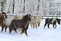 Islandfohlen-Winter-2010--257.jpg