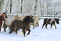 Islandfohlen-Winter-2010--258.jpg