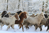 Islandfohlen-Winter-2010--261.jpg