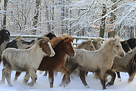 Islandfohlen-Winter-2010--262.jpg