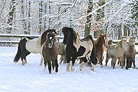 Islandfohlen-Winter-2010--272.jpg