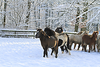 Islandfohlen-Winter-2010--273.jpg