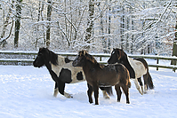 Islandfohlen-Winter-2010--276.jpg